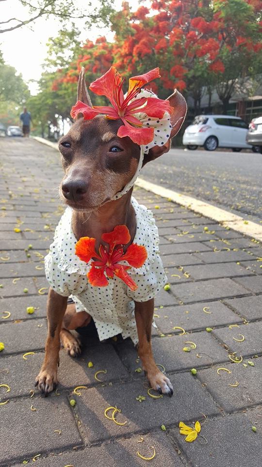 Ela é a cachorrinha de um feirante na cidade de Tainan, em Taiwan. Para impulsionar o negócio, ele começou a colocar roupas e adereços nela com produtos que vendia na barraca. O resultado foi a fama nas redes sociais e até um livro lançado