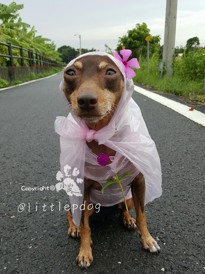 Ela é a cachorrinha de um feirante na cidade de Tainan, em Taiwan. Para impulsionar o negócio, ele começou a colocar roupas e adereços nela com produtos que vendia na barraca. O resultado foi a fama nas redes sociais e até um livro lançado
