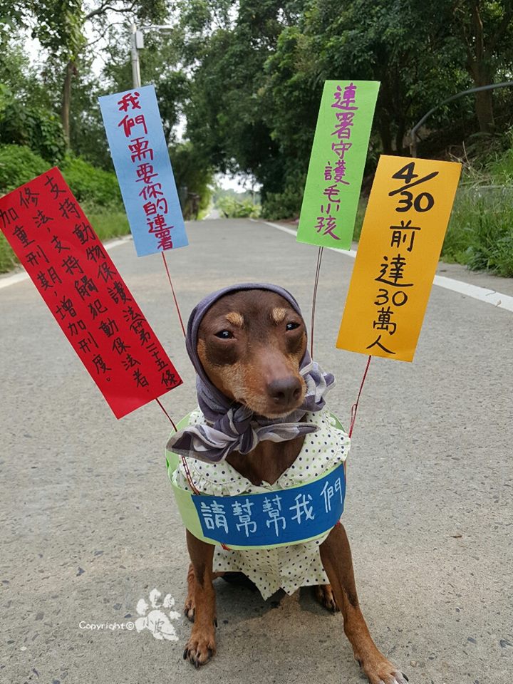 Ela é a cachorrinha de um feirante na cidade de Tainan, em Taiwan. Para impulsionar o negócio, ele começou a colocar roupas e adereços nela com produtos que vendia na barraca. O resultado foi a fama nas redes sociais e até um livro lançado