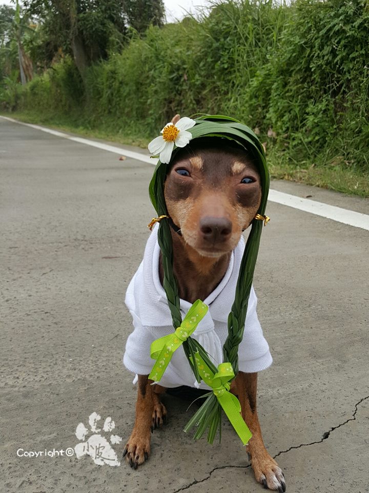 Ela é a cachorrinha de um feirante na cidade de Tainan, em Taiwan. Para impulsionar o negócio, ele começou a colocar roupas e adereços nela com produtos que vendia na barraca. O resultado foi a fama nas redes sociais e até um livro lançado