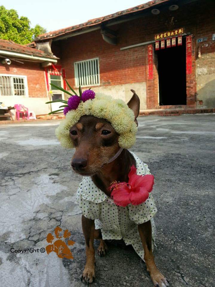 Ela é a cachorrinha de um feirante na cidade de Tainan, em Taiwan. Para impulsionar o negócio, ele começou a colocar roupas e adereços nela com produtos que vendia na barraca. O resultado foi a fama nas redes sociais e até um livro lançado