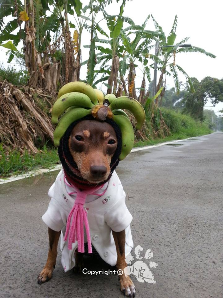 Ela é a cachorrinha de um feirante na cidade de Tainan, em Taiwan. Para impulsionar o negócio, ele começou a colocar roupas e adereços nela com produtos que vendia na barraca. O resultado foi a fama nas redes sociais e até um livro lançado