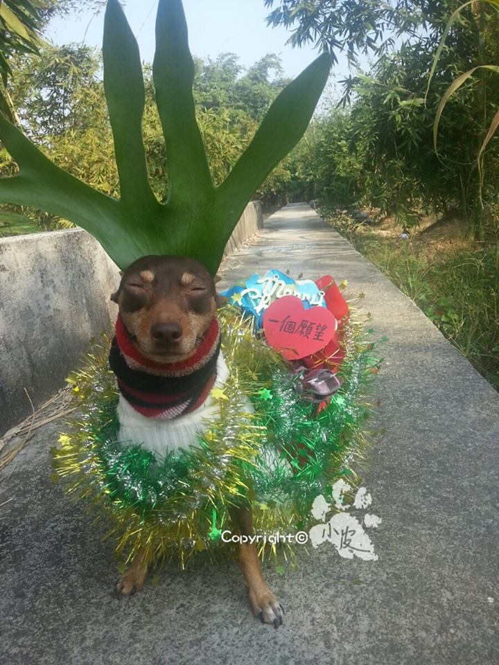 Ela é a cachorrinha de um feirante na cidade de Tainan, em Taiwan. Para impulsionar o negócio, ele começou a colocar roupas e adereços nela com produtos que vendia na barraca. O resultado foi a fama nas redes sociais e até um livro lançado