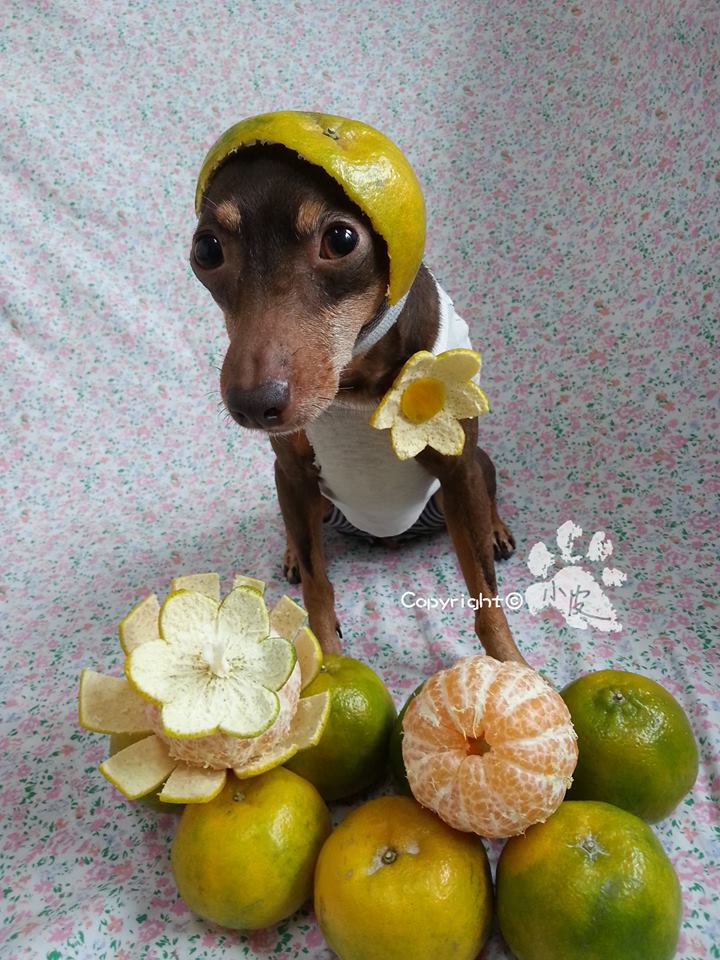 Ela é a cachorrinha de um feirante na cidade de Tainan, em Taiwan. Para impulsionar o negócio, ele começou a colocar roupas e adereços nela com produtos que vendia na barraca. O resultado foi a fama nas redes sociais e até um livro lançado