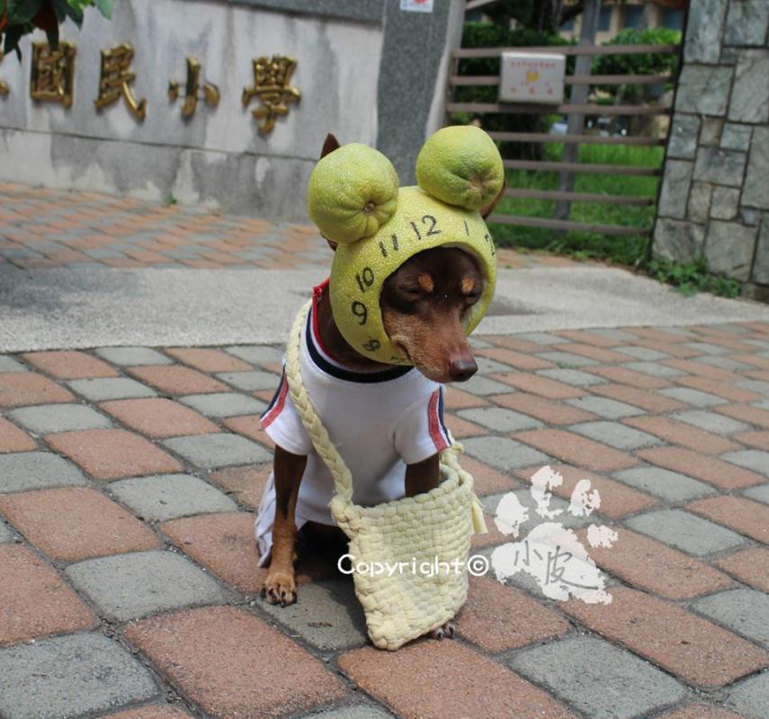 Ela é a cachorrinha de um feirante na cidade de Tainan, em Taiwan. Para impulsionar o negócio, ele começou a colocar roupas e adereços nela com produtos que vendia na barraca. O resultado foi a fama nas redes sociais e até um livro lançado