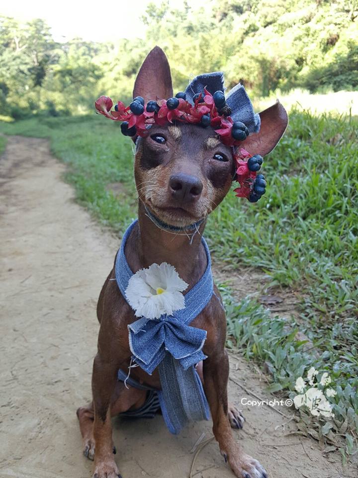 Ela é a cachorrinha de um feirante na cidade de Tainan, em Taiwan. Para impulsionar o negócio, ele começou a colocar roupas e adereços nela com produtos que vendia na barraca. O resultado foi a fama nas redes sociais e até um livro lançado