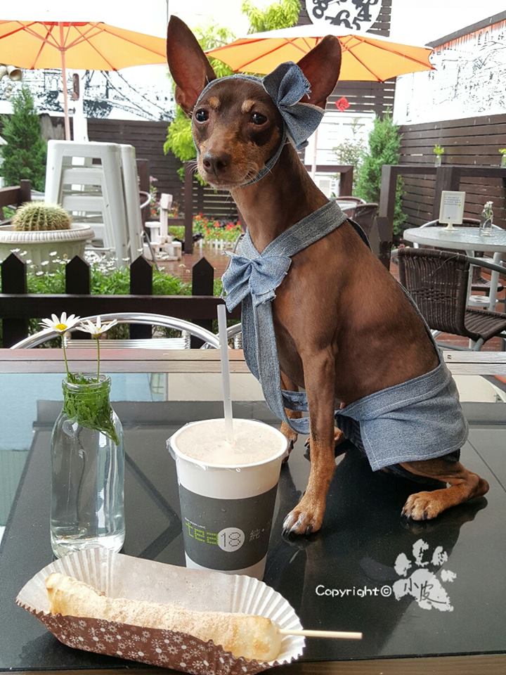 Ela é a cachorrinha de um feirante na cidade de Tainan, em Taiwan. Para impulsionar o negócio, ele começou a colocar roupas e adereços nela com produtos que vendia na barraca. O resultado foi a fama nas redes sociais e até um livro lançado