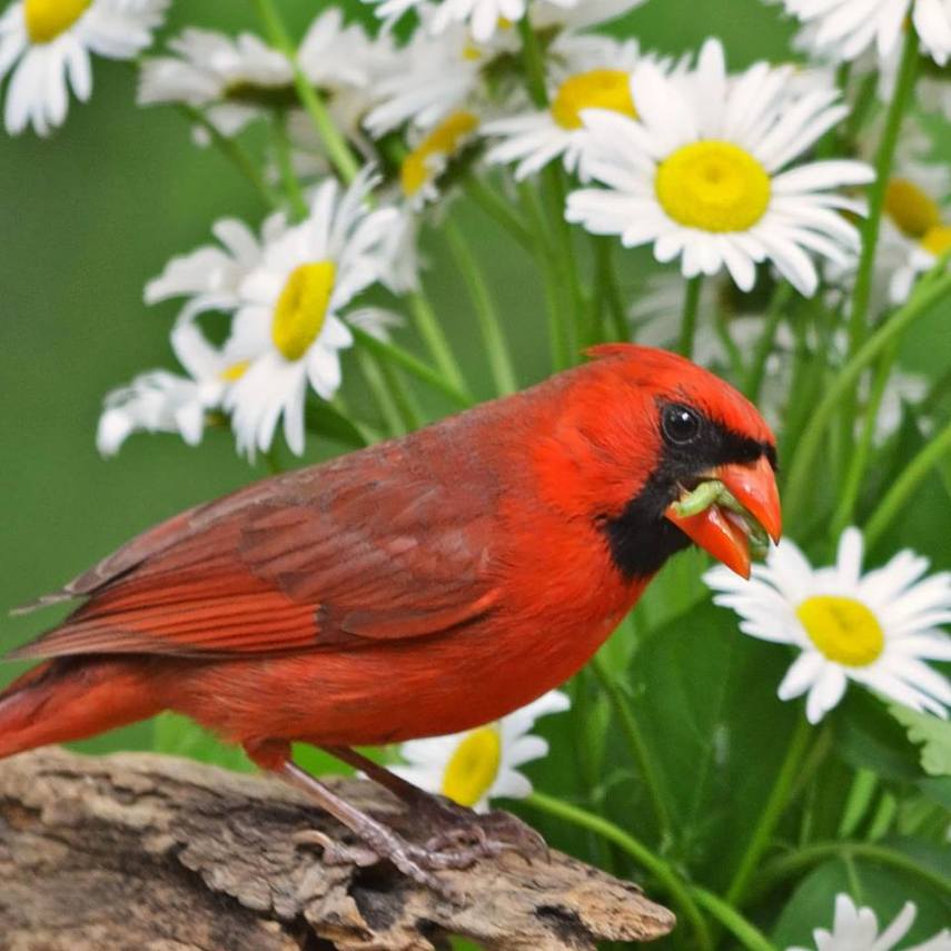Foto de ave do National Audubon Society