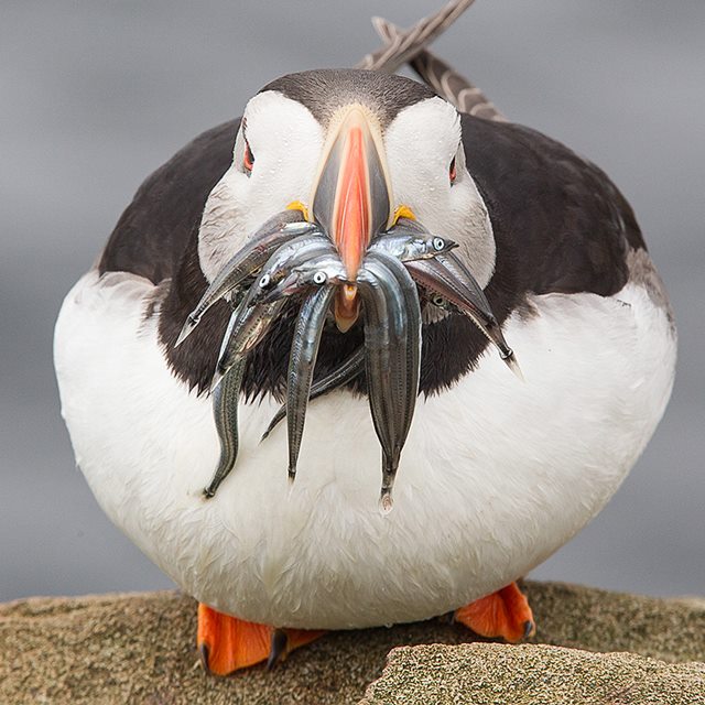 Foto de ave do National Audubon Society