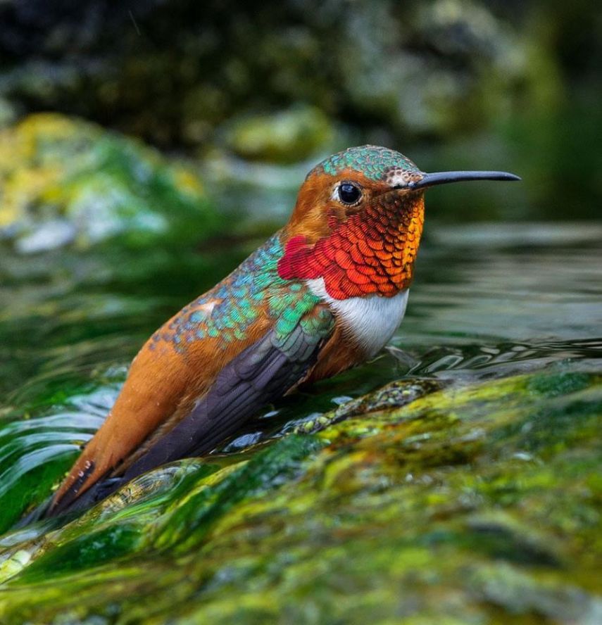 Foto de ave do National Audubon Society