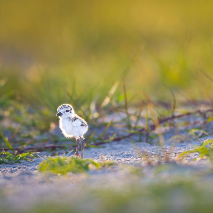 Foto de ave do National Audubon Society