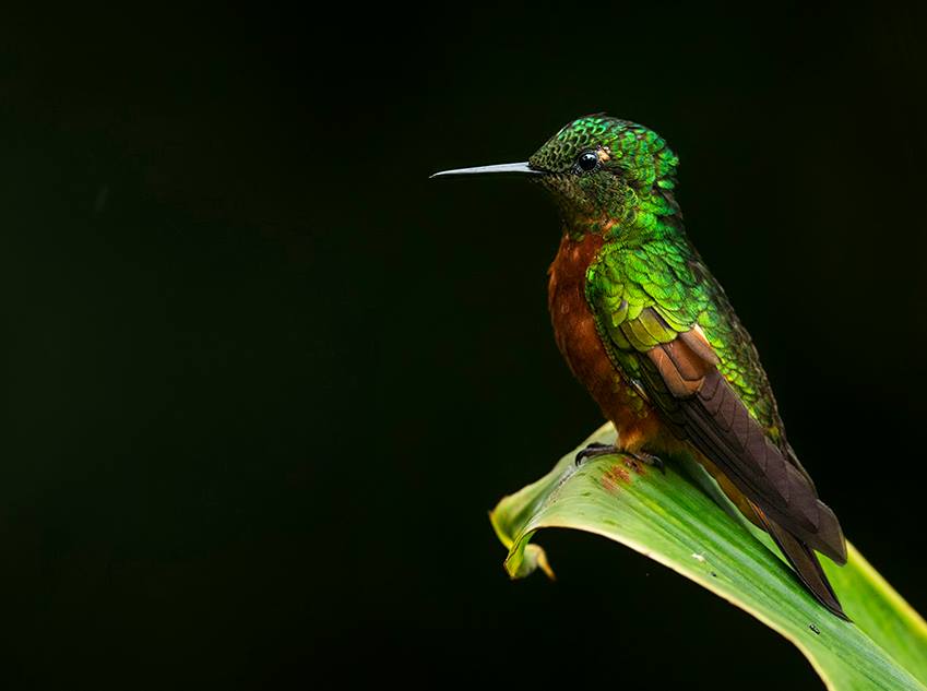 Foto de ave do National Audubon Society