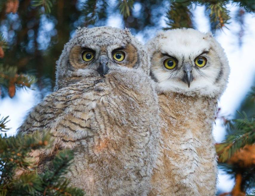 Foto de ave do National Audubon Society
