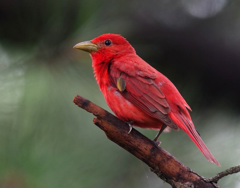 Foto de ave do National Audubon Society