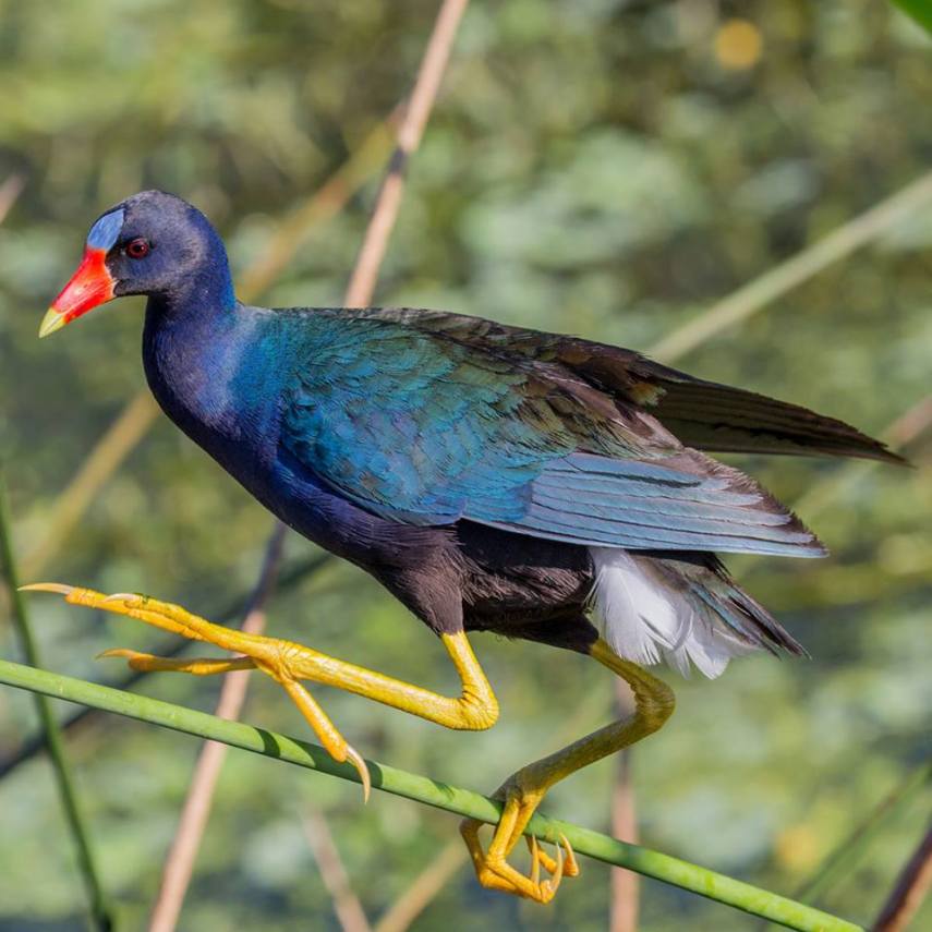 Foto de ave do National Audubon Society