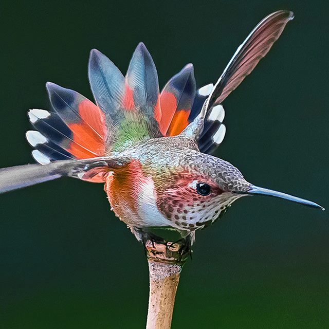 Foto de ave do National Audubon Society