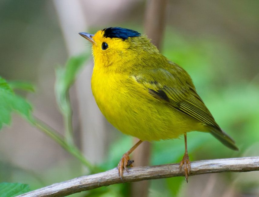 Foto de ave do National Audubon Society