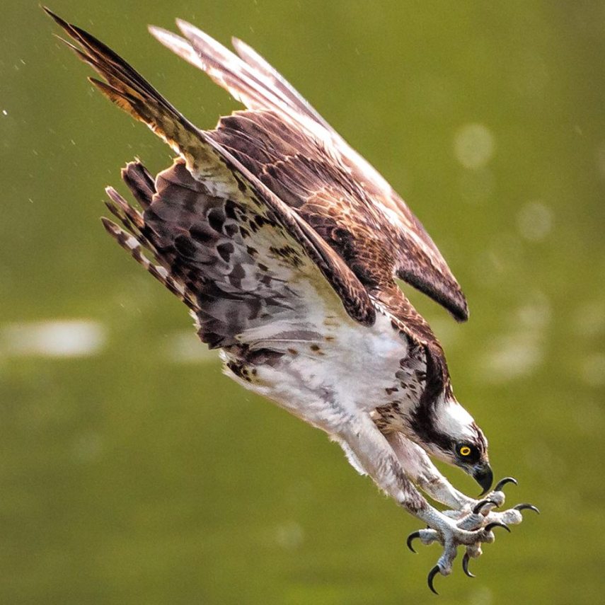 Foto de ave do National Audubon Society