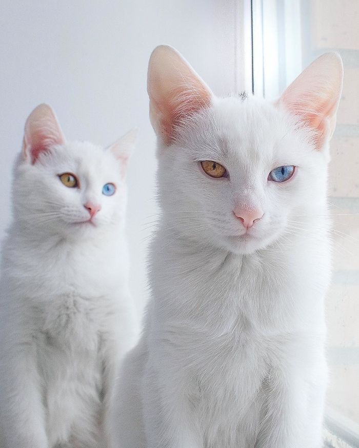 Esses gêmeos nasceram com heterocromia, uma anomalia que muda a cor dos olhos. Isso só os torna ainda mais perfeitinhos, fala sério! O instagram dos gatos russos já conta com quase 50 milhões de seguidores. Não é para menos!