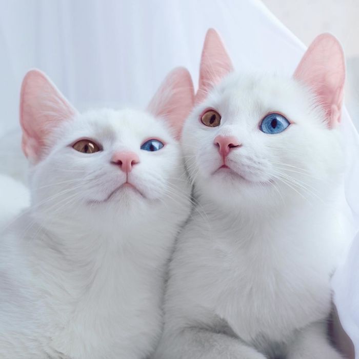 Esses gêmeos nasceram com heterocromia, uma anomalia que muda a cor dos olhos. Isso só os torna ainda mais perfeitinhos, fala sério! O instagram dos gatos russos já conta com quase 50 milhões de seguidores. Não é para menos!