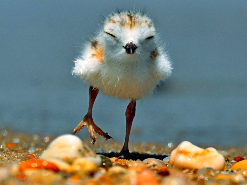 Foto de ave do National Audubon Society