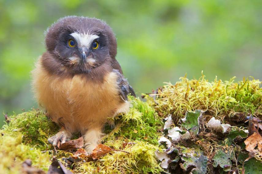 Foto de ave do National Audubon Society