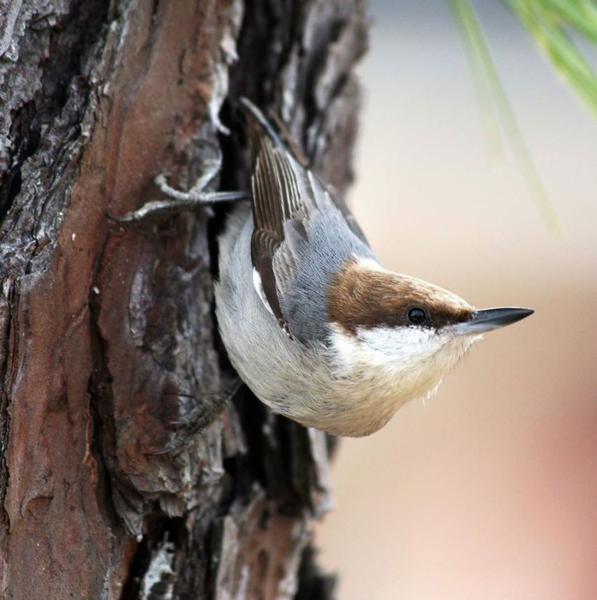 Foto de ave do National Audubon Society