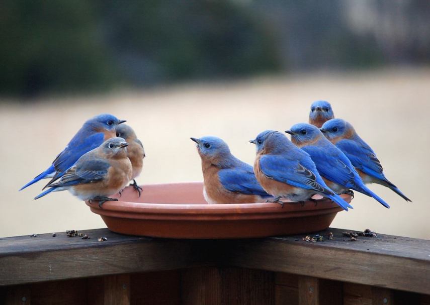 Foto de ave do National Audubon Society