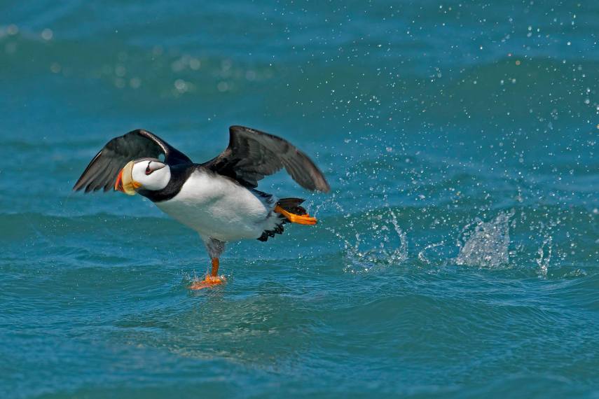 Foto de ave do National Audubon Society
