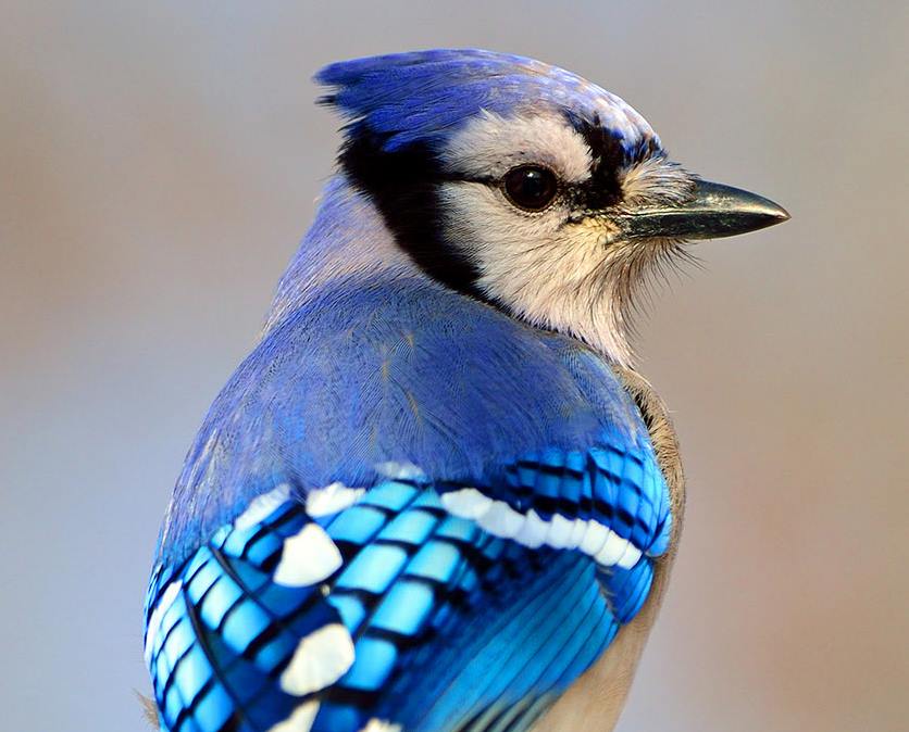 Foto de ave do National Audubon Society