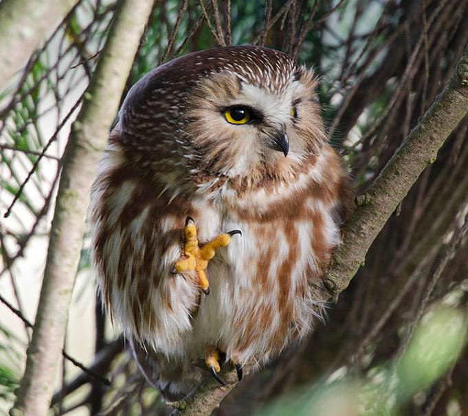 Foto de ave do National Audubon Society