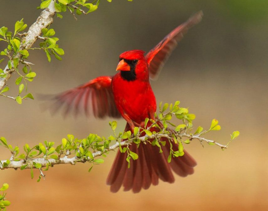 Foto de ave do National Audubon Society