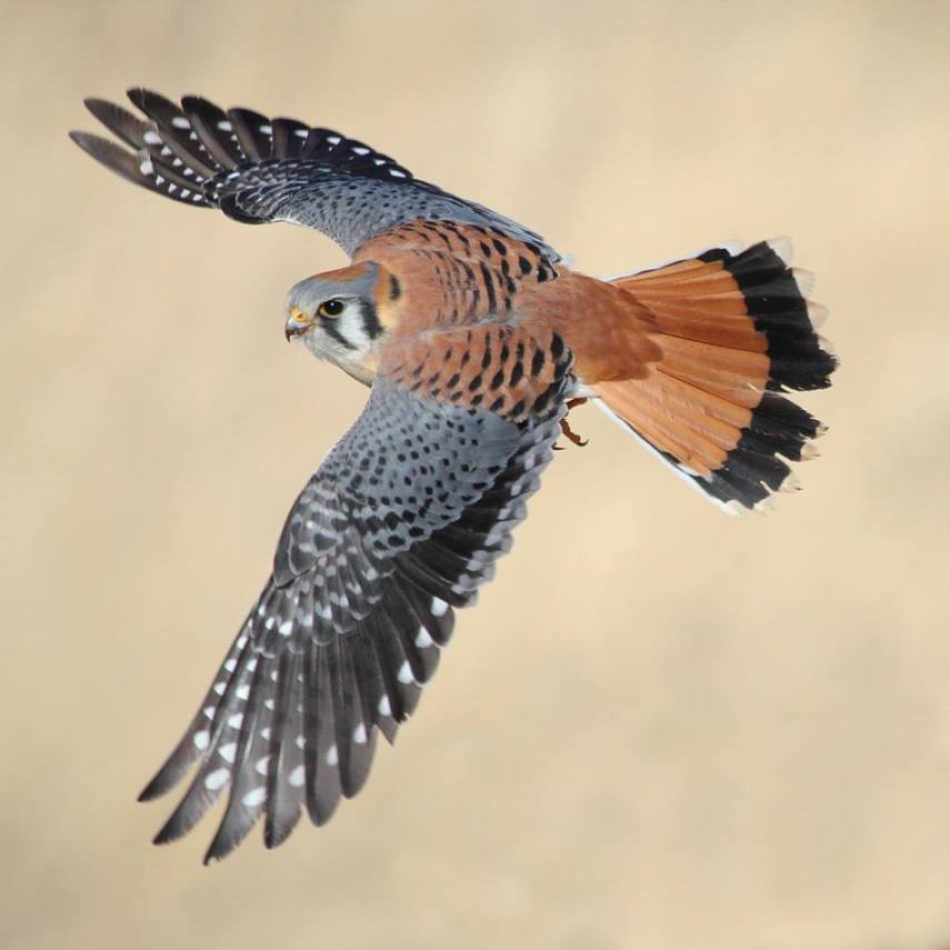 Foto de ave do National Audubon Society