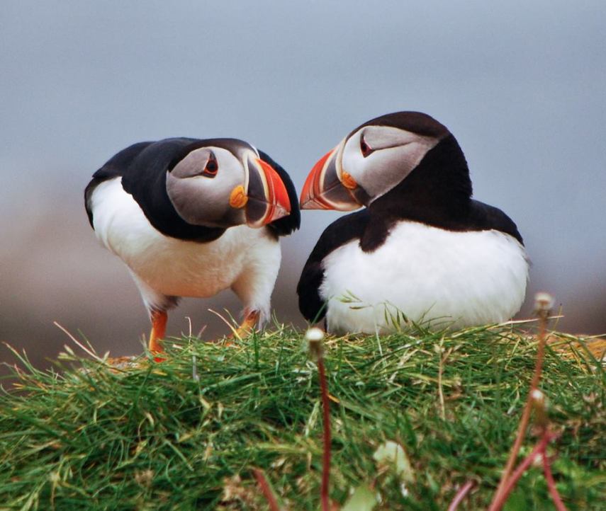 Foto de ave do National Audubon Society