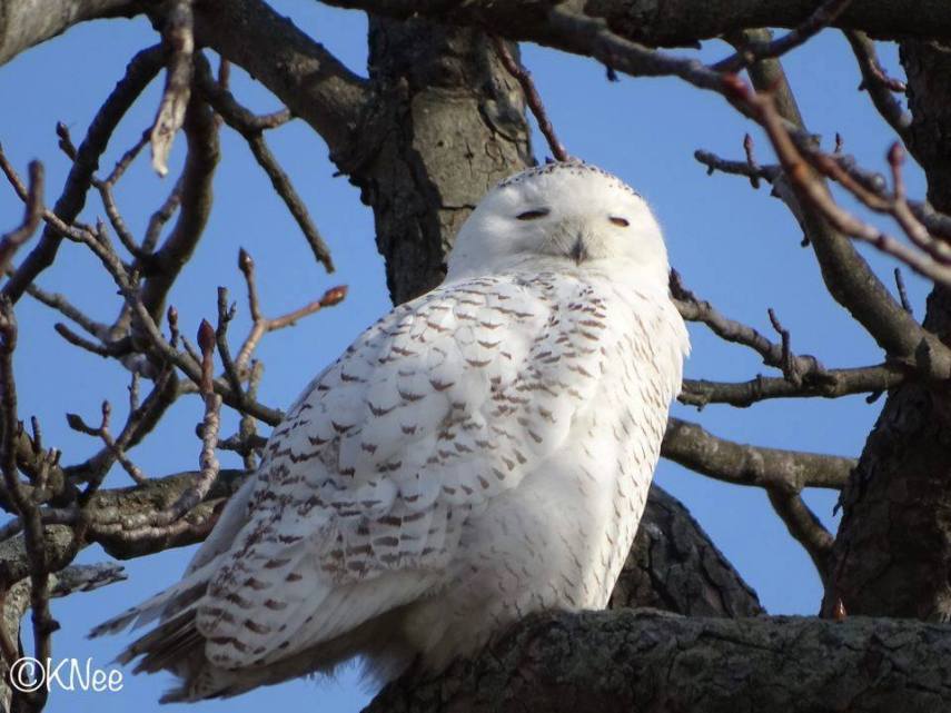 Foto de ave do National Audubon Society
