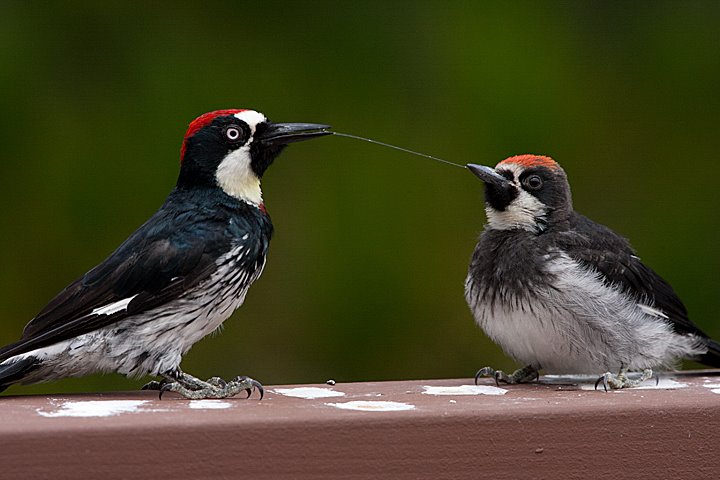 Foto de ave do National Audubon Society