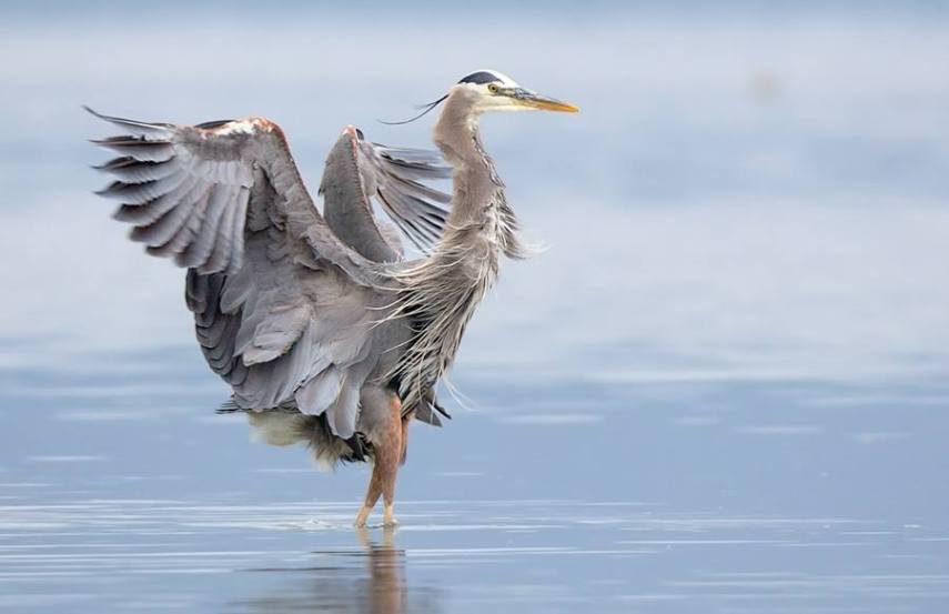 Foto de ave do National Audubon Society