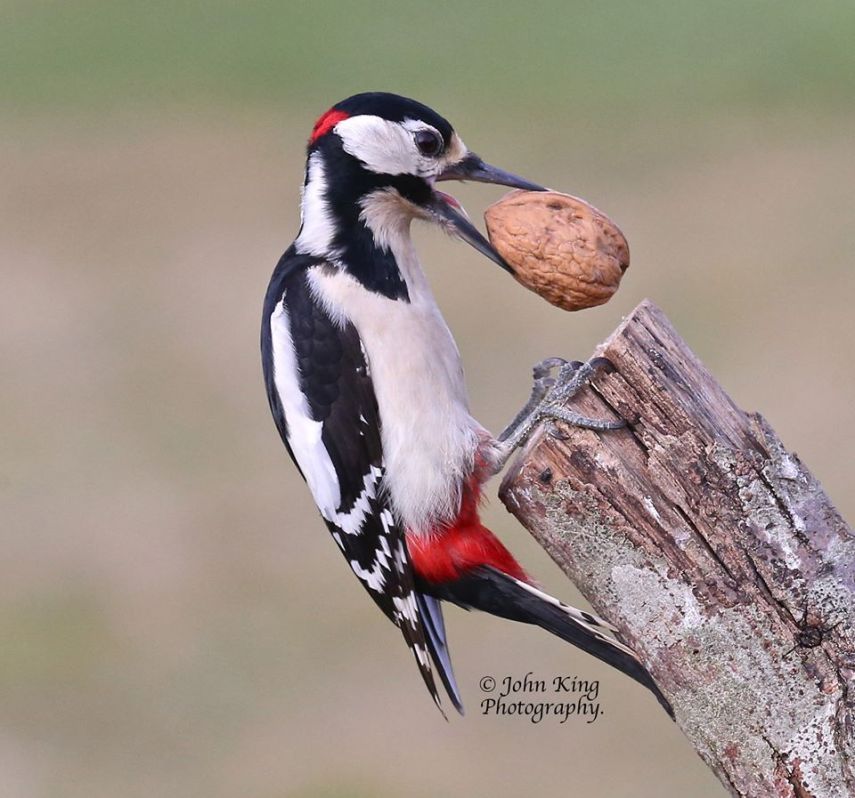 Foto de ave do National Audubon Society