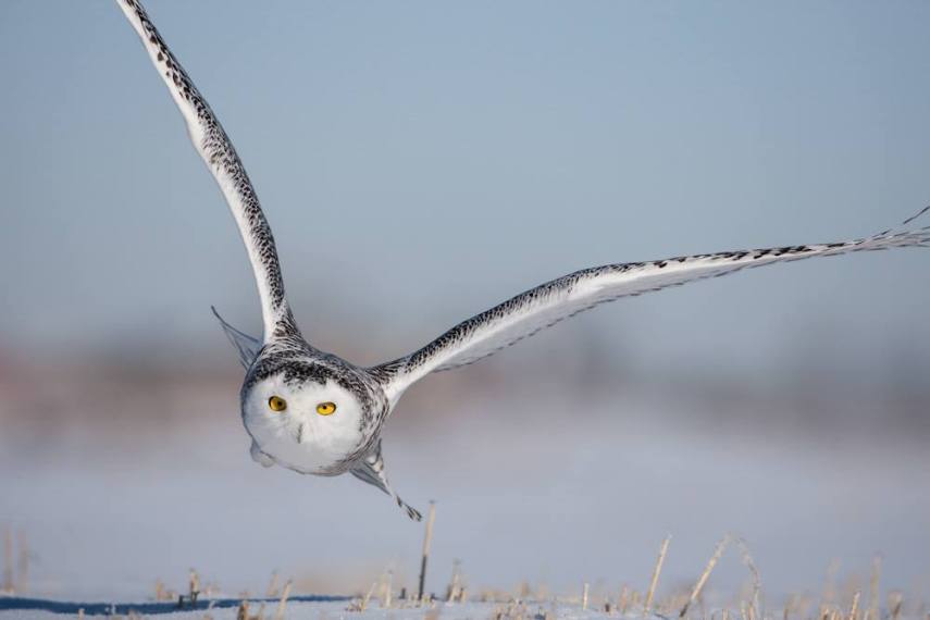 Foto de ave do National Audubon Society