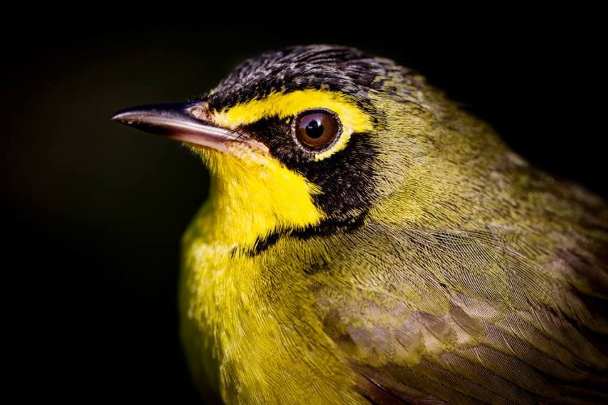 Foto de ave do National Audubon Society