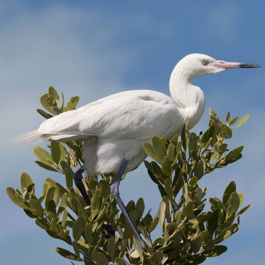 Foto de ave do National Audubon Society