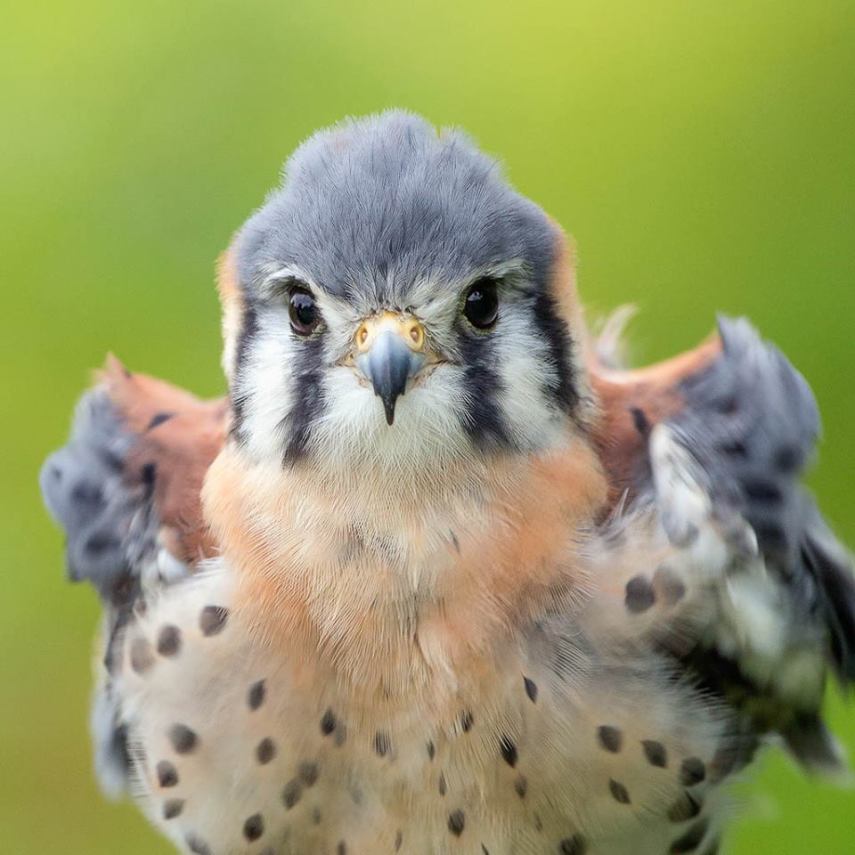 Foto de ave do National Audubon Society