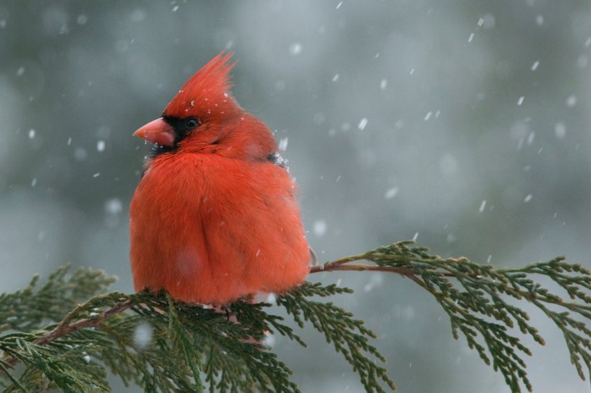 Foto de ave do National Audubon Society