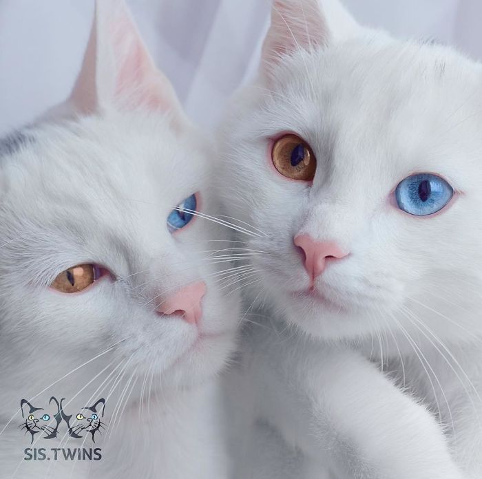 Esses gêmeos nasceram com heterocromia, uma anomalia que muda a cor dos olhos. Isso só os torna ainda mais perfeitinhos, fala sério! O instagram dos gatos russos já conta com quase 50 milhões de seguidores. Não é para menos!