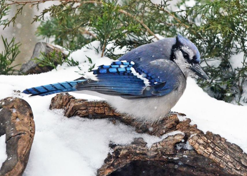 Foto de ave do National Audubon Society