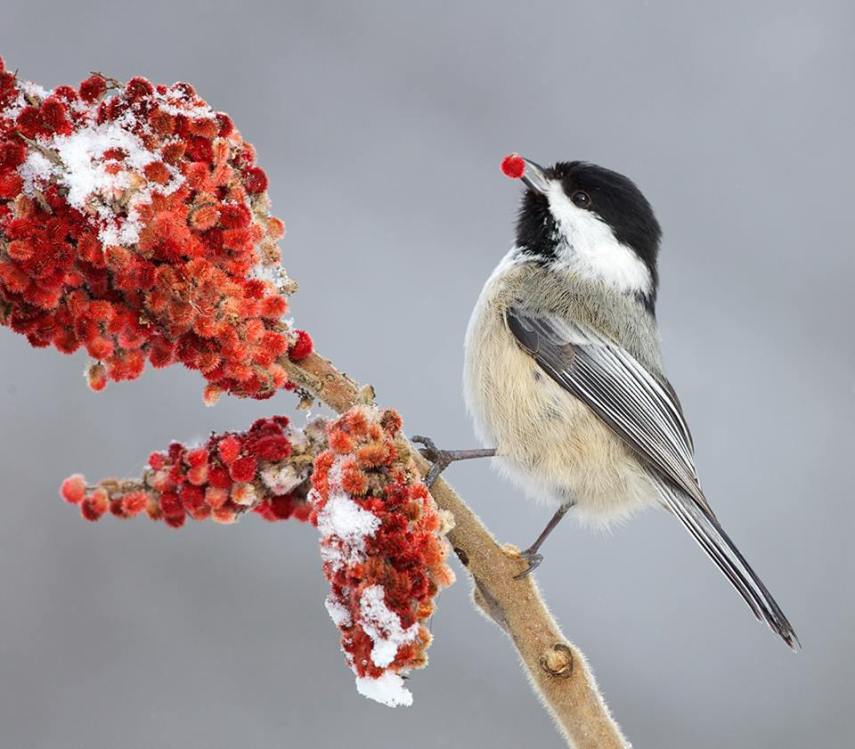 Foto de ave do National Audubon Society