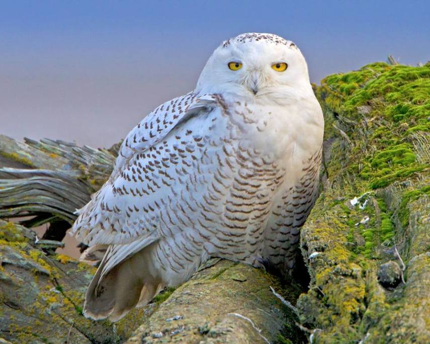 Foto de ave do National Audubon Society