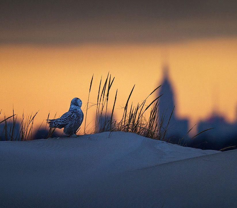 Foto de ave do National Audubon Society