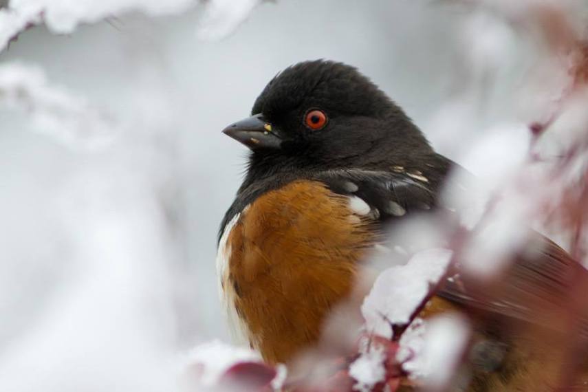 Foto de ave do National Audubon Society