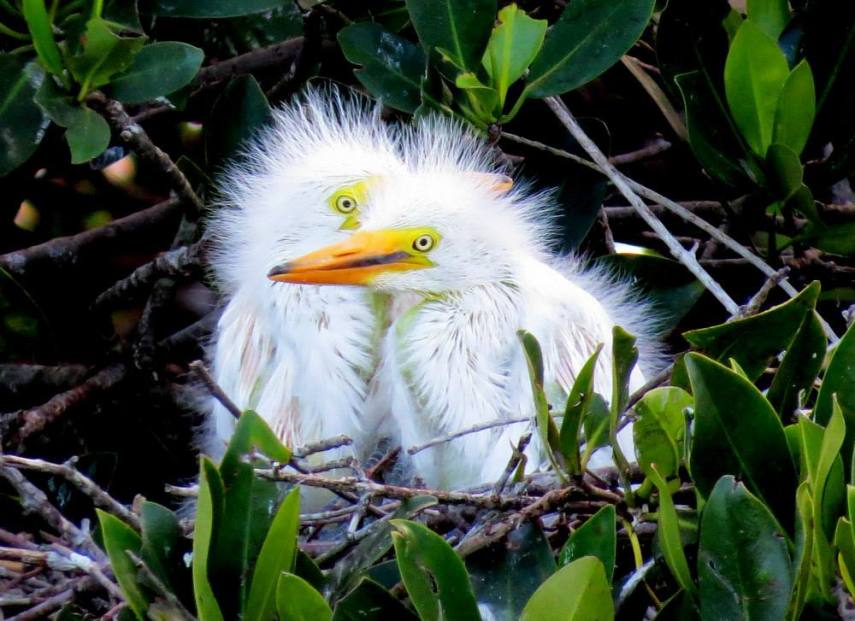 Foto de ave do National Audubon Society